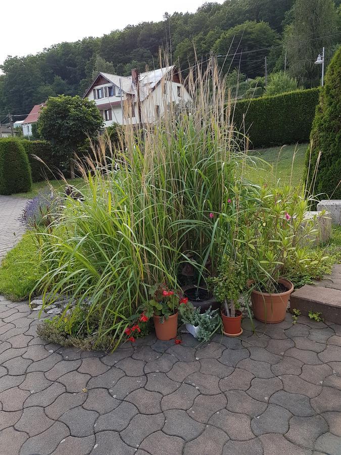 Ferienwohnung Am Rennsteig Bei Eisenach - Ilona Schmidt Wolfsburg-Unkeroda Εξωτερικό φωτογραφία